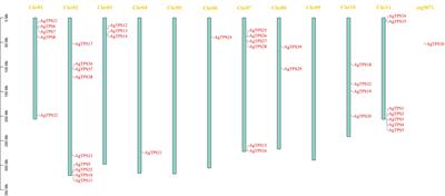 Genome-wide identification and analysis of terpene synthase (TPS) genes in celery reveals their regulatory roles in terpenoid biosynthesis